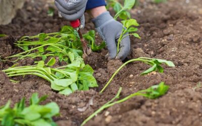 Cómo preparar tu huerto ecológico para septiembre