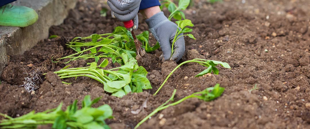 Cómo preparar tu huerto ecológico para septiembre