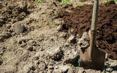 Cómo mejorar la calidad del suelo en otoño e invierno