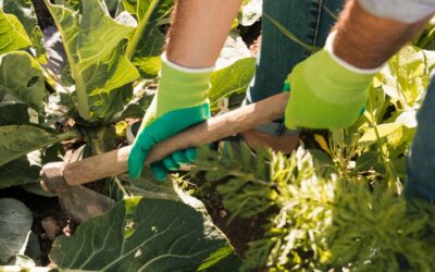 La agricultura ecológica en invierno