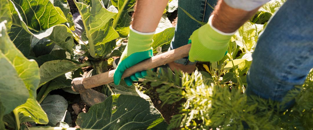 La agricultura ecológica en invierno