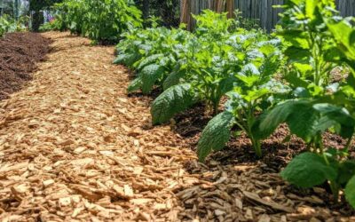 Mulching orgánico: una estrategia inteligente para el huerto y el jardín