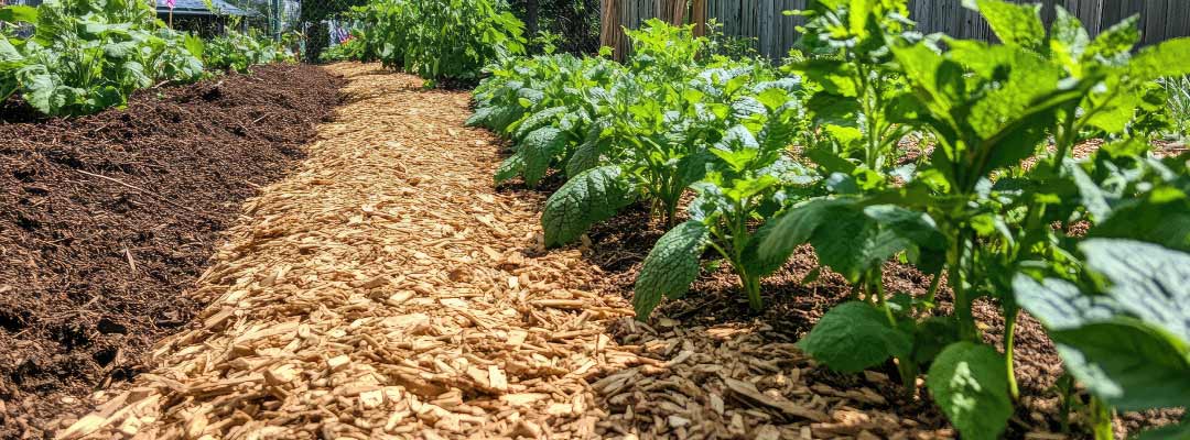 Mulching orgánico: una estrategia inteligente para el huerto y el jardín