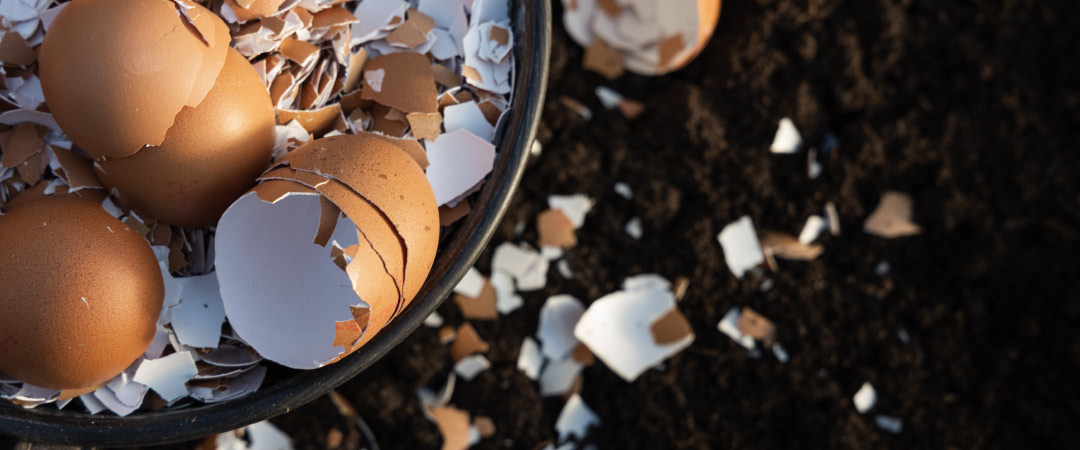 Guía de abonos caseros según los residuos domésticos