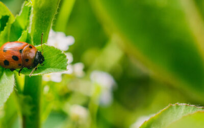Aliados invisibles: insectos beneficiosos en tu huerto