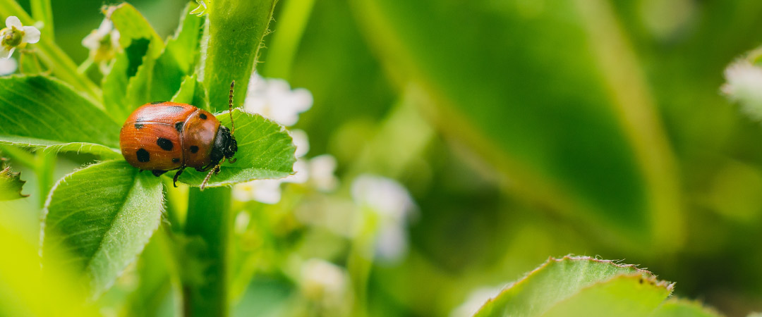 Aliados invisibles insectos beneficiosos en tu huerto