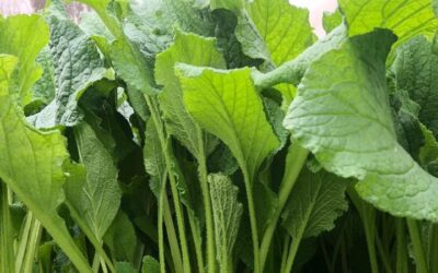 Verduras de la Ribera del Ebro que no pueden faltar en tu huerto de otoño