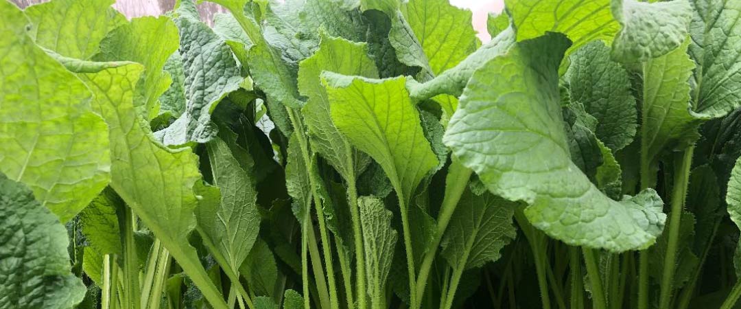Verduras de la Ribera del Ebro que no pueden faltar en tu huerto de otoño